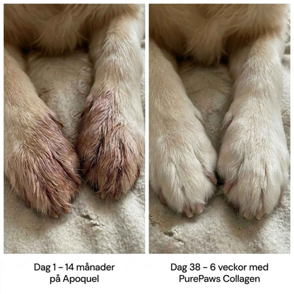 PurePaws Premium Liquid Collagen
