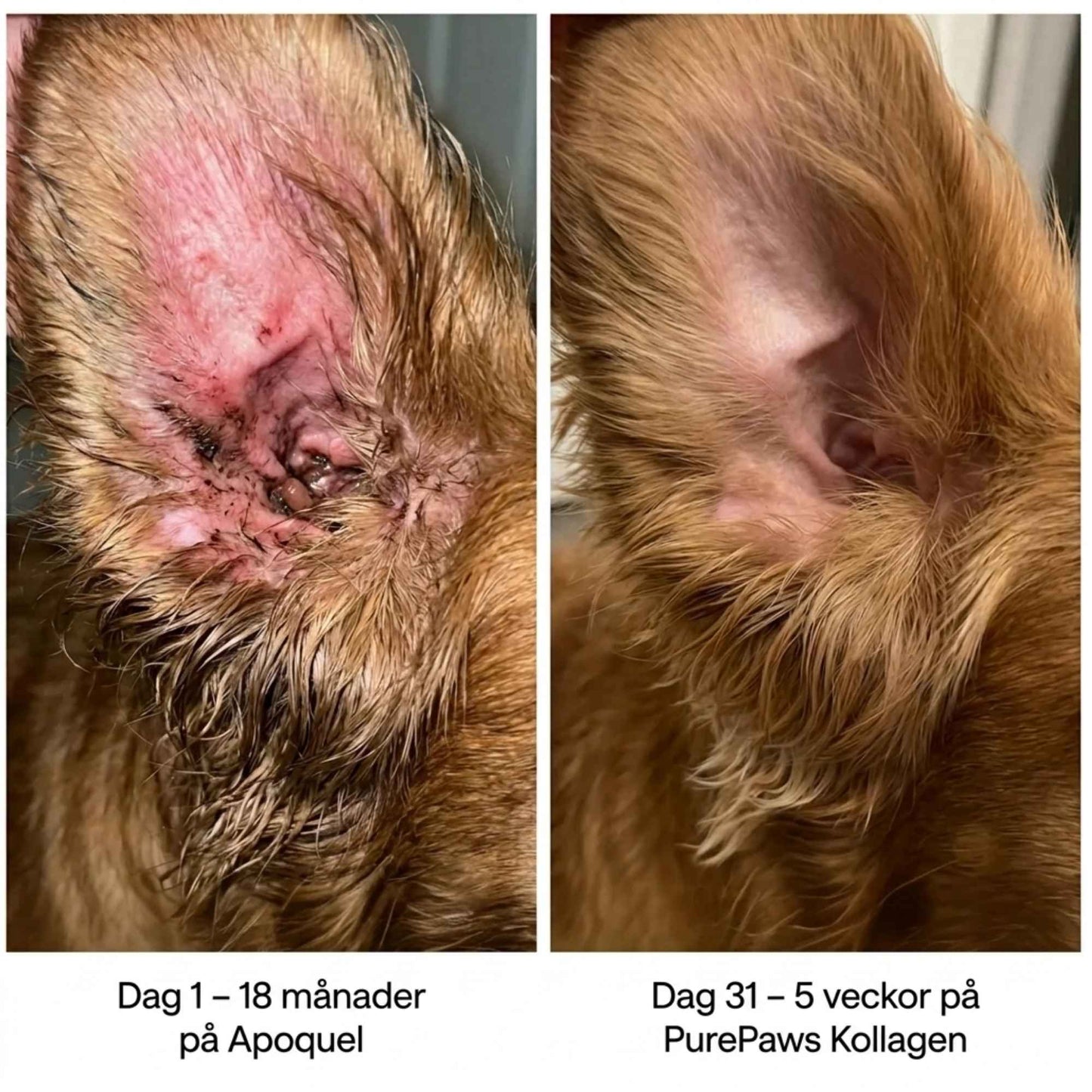PurePaws Premium Liquid Collagen